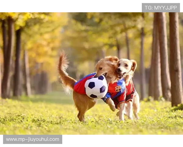 足球场上的忠实伙伴狗狗喝水时的可爱瞬间展现了它们与球员间深厚的友谊